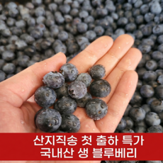 [첫출하특가] 고당도 국내산 생 블루베리 생과, 1박스, 200g [100g, 2팩]