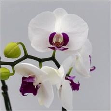 k9 호접란 호접난 서양란 서양난 선물 난초 키우기쉬운식물 디디플랜트, 1개