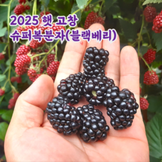 국내산 냉동 슈퍼 복분자 블랙베리, 1kg(특품), 1개