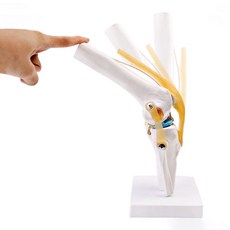 카르빈 무릎 관절 모형 해부학, 1개