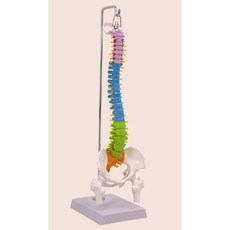 척추 골반뼈 모형 요추 학교 병원 의학 교육용, 행잉/45CM 컬러 척추, 1개