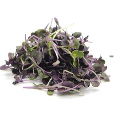 수경재배 무농약 적무순 반박스 500g 당일수확 출고 무순 샐러드야채 새싹채소, 적무순 반박스(500g), 1개