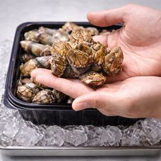 100% 국내산 신선 거북손 500g