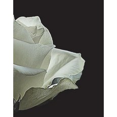 (영문도서) White Rose Notebook large Size 8.5 x 11 Ruled 150 Pages Paperback, Createspace Independent Pub..., English, 9781723125645