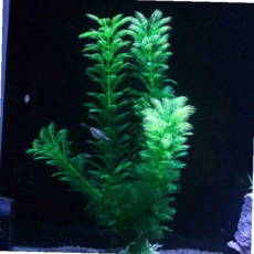 초보수초 어항 어항꾸미기 인공수초 어항장식 인조수초 30cm 59000EA 1EA, 본상품