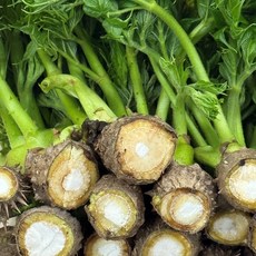 신선 쌉싸름 향긋한 참두릅 국내산 참두릅 독활, 1박스, 1kg