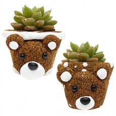 식목만들기 식목행사 식목일 화분 코코넛 생다육이 1인용 화분, 1개