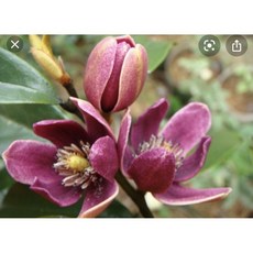 霏霏園藝 墨紫含笑，5年苗，高120-130公分, 1個, 一棵特價1200元