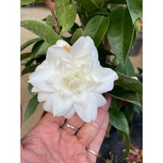 霏霏園藝 海綿茶花 9吋盆栽