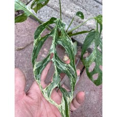 霏霏園藝班 葉大洞洞3吋盆栽 (十棵組) - 打造獨特熱帶風情花園