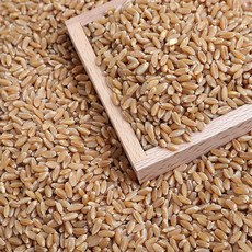 호라산밀(카무트) 고대곡물, 1개, 10kg