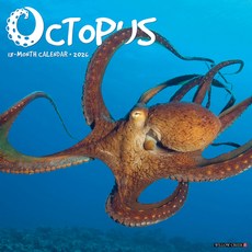 (영문도서)Octopus 12 X 12 Wall Calendar Spiral, Willow Creek Press Calendars, English, 9781549256028