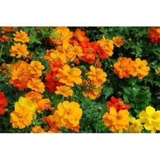 黃波斯菊種子 混合色 200g分裝包, 1包