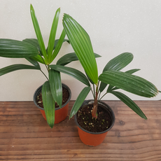 [용이네 화원] 관음죽 [2개묶음 1+1 무료배송] 미니식물 099, 2개, 랜덤