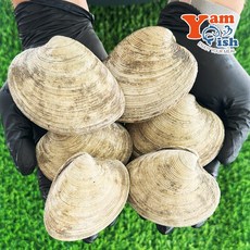 동해안 돌조개 산소포장 캠핑 조개구이 조개찜, 1개, 1kg