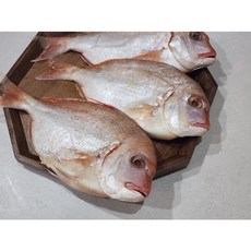 국내 제주바다 자연산 참돔 도미 급냉 3마리 600g 내외 생선구이, 1세트, 자연산 참돔 3미 (600g 내외))