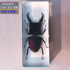 사슴벌레 장식 표본 관찰 곤충 과학 액자 교육용 박제, 독립적 인, 큰 중간 이빨 검은 사슴 벌레