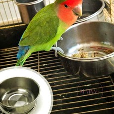 엠비아5 앵무새 포치 중 앵무새집