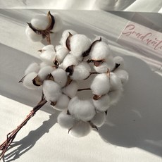 더 라넌큘러스 플라워 목화 10송이 묶음, 화이트