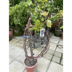 霏霏園藝 特大葡萄藤蔓掛花果 (季節性) 120-150公分 - 園藝裝飾