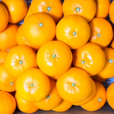 14brix 천혜향 당도선별 제주 고당도특품, 1개, 5kg