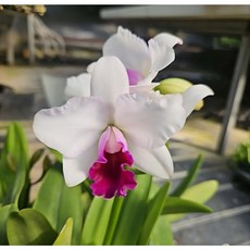 카틀레야 Cattleya Virgin 버진 희귀난 서양란 고급 난초 개화주, 1개