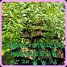 모종이야기 문관과 묘목/기름밤나무묘목/ 개별컵포트묘목, 2개