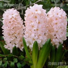 히아신스 추식 구근 입고(Hyacinth - 차이나핑크) 금강원예 '주인장 추천^^", 1개