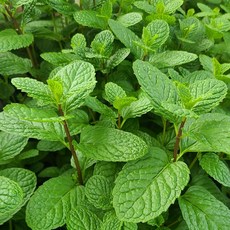 식용허브 친환경 무농약 허브 스피아민트 50g, 1개