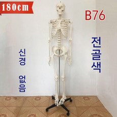 인체모형 뼈 85cm 높이 해부학 구부릴 모형 골격 모델 스켈레톤 있는 수 전신골격, B76 신경 없는 완전한 뼈색 골격 180cm57230