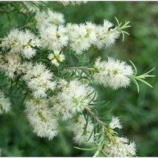五月山里茶樹純露：天然無添加，溫和呵護兒童肌膚，舒緩保濕，山里送來的禮物, 100ml茶樹純露
