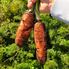 [바로수확발송] 제주 구좌 흙 당근, 1개, 중 10kg