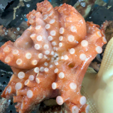 산지직송 자연산 활 돌문어 당일조업 싱싱한 활문어 생물 안심포장, 1박스, 1kg