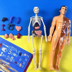 사람 인체 해부학 진료 모형 뼈 교육용 조립 장난감, D. 생물  선생님 추천 반투명28cm 전신모형  탈부