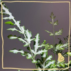 歪皮植物 銀脈鳳尾蕨 銀白葉脈細緻清新 耐陰好養 空氣淨化 療癒盆栽 室內植栽首選, 1個