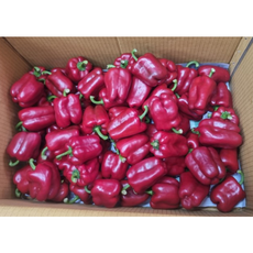 [재구매율 BEST] 국내산 단단하고 신선한 홍피망 (상) 농가직송, 1개, 5kg (상)