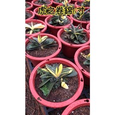 虎之卷錦6吋盆栽特價中，綠植盆栽，美化居家環境，輕鬆好照顧, 1個