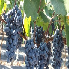 보람 NS 포도나무 / 블랙사파이어(가지포도) 삽목1년 1등묘, 1개