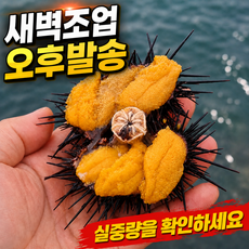 [산지직송] 프리미엄 국내산 우니 보라 성게알, 1개, 100g