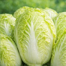 국내산 알배추 12통(수)~20통(수) 4kg 8kg (내외)알배기배추 쌈배추, 12개