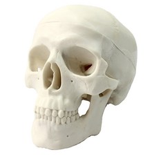 성인 두개골 모형 해부학 인체뼈 사람 골격 교구 모델, 1개, 클래식 모델 (90  미술용)