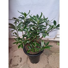 천리향 대품 향기가 천리까지, 1개, 0