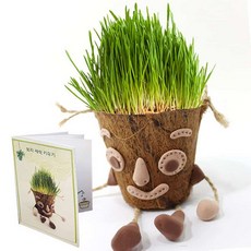 보리 새싹 키우기 1인포장 키우기좋은식물