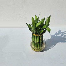 이랑 개운죽(약10cm 17P내외) -키우기쉬운 행운과 번영 실내 인테리어화분 가습기 역할