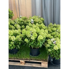 霏霏園藝 圓錐繡球 最新品種 花色由白轉紅粉 庭院植物, 1個