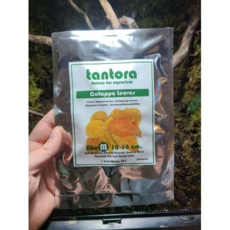 탄토라 알몬드잎 M 10장 ( 공벌래 베타 알몬드잎 테라리움재료 )