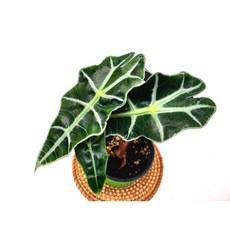 거북알로카시아 1+1 공기정화식물 플랜테리어 거북이 등껍질을 닮은