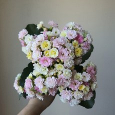 [무지개꽃/ 색상선택17종] 칼란디바 (카랑코에 겹꽃), 18. 삼색 컬러체인지 (트위드), 1개