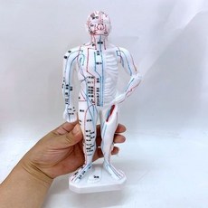 包郵!30CM人體穴位模型中醫經絡推拿穴位針灸穴位按摩教學人體模型人體模型 教学 模型 穴位 關節骨架 模具, 1個, 30CM人體穴位模型中醫經絡推拿穴位針灸
