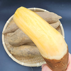 [한정수량초특가] 국내산 고품질 생 야콘, 1박스, 10kg 특품(갈라짐o)